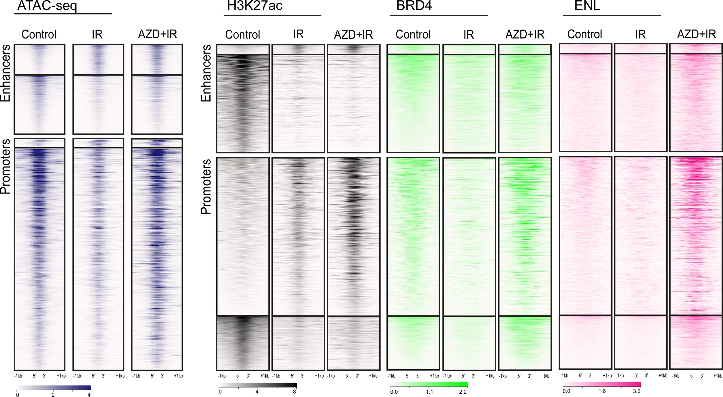Genome-wide signal heatmaps at enhancers and promoters, arrayed across four assays and three treatment conditions: chromatin accessibility in blue, H3K27ac in black, BRD4 in green and ENL in pink.