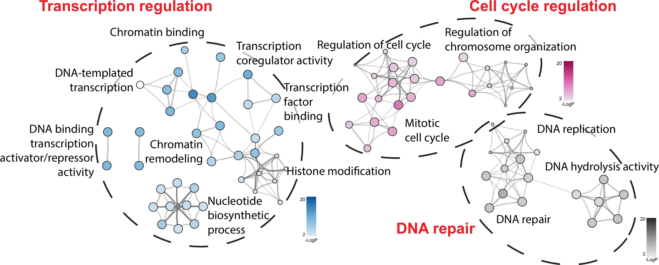 A clustered network of enriched pathways, grouped into transcription regulation in blue, cell cycle regulation in pink, and DNA repair in grey, each node a gene set and each edge a shared membership.