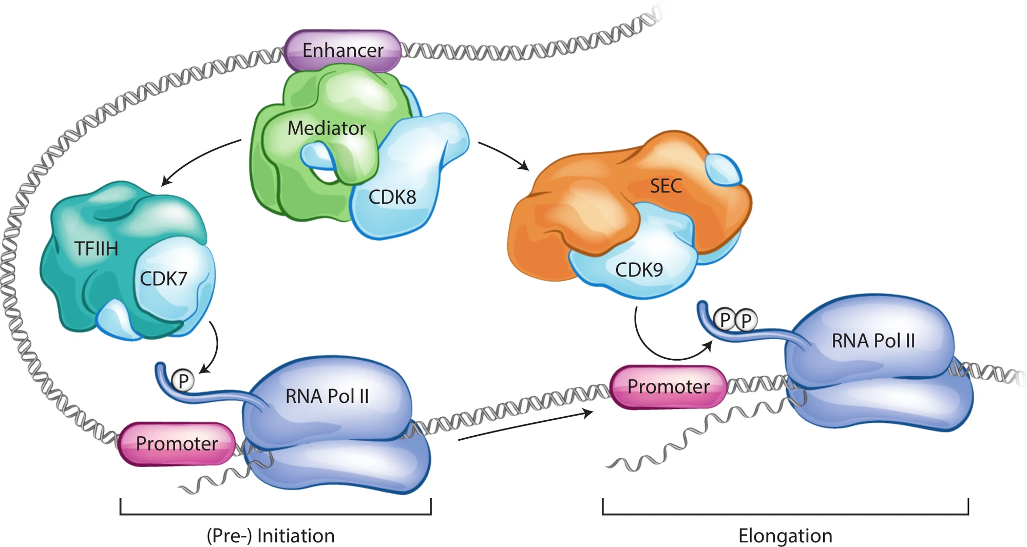 Schematic of transcriptional control: Mediator with CDK8 at an enhancer, TFIIH with CDK7 phosphorylating RNA polymerase II at initiation, and the super elongation complex with CDK9 releasing it into elongation.