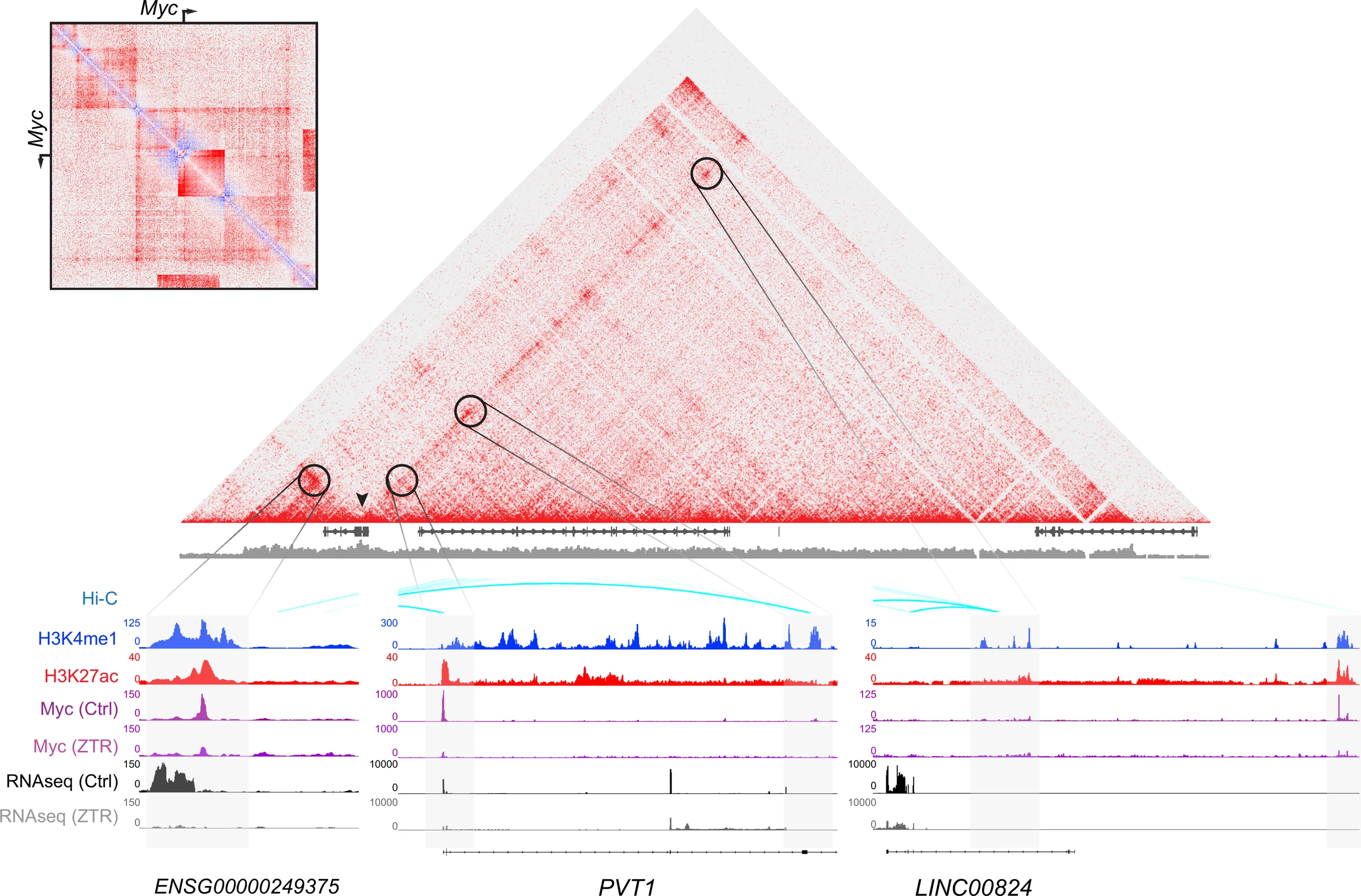 Multipanel genomics figure: a triangular Hi-C contact map across the MYC and PVT1 region, with called interactions circled, above stacked tracks for H3K4me1, H3K27ac, Myc binding and RNA-seq in control and treated conditions.